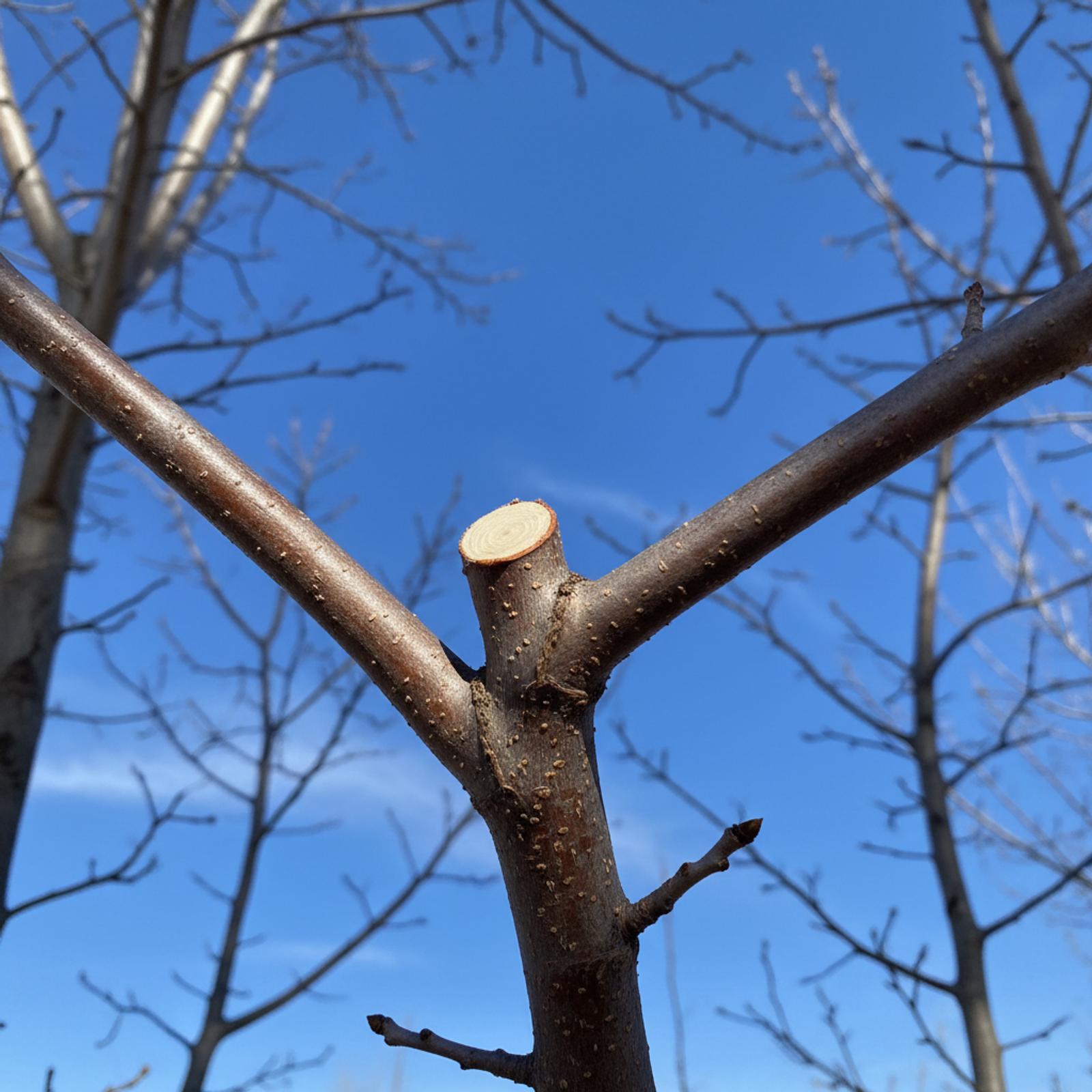 When Is the Best Time to Prune Trees in Colorado?
